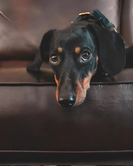 Formerly known as Ramada Stony Plain, pet friendly